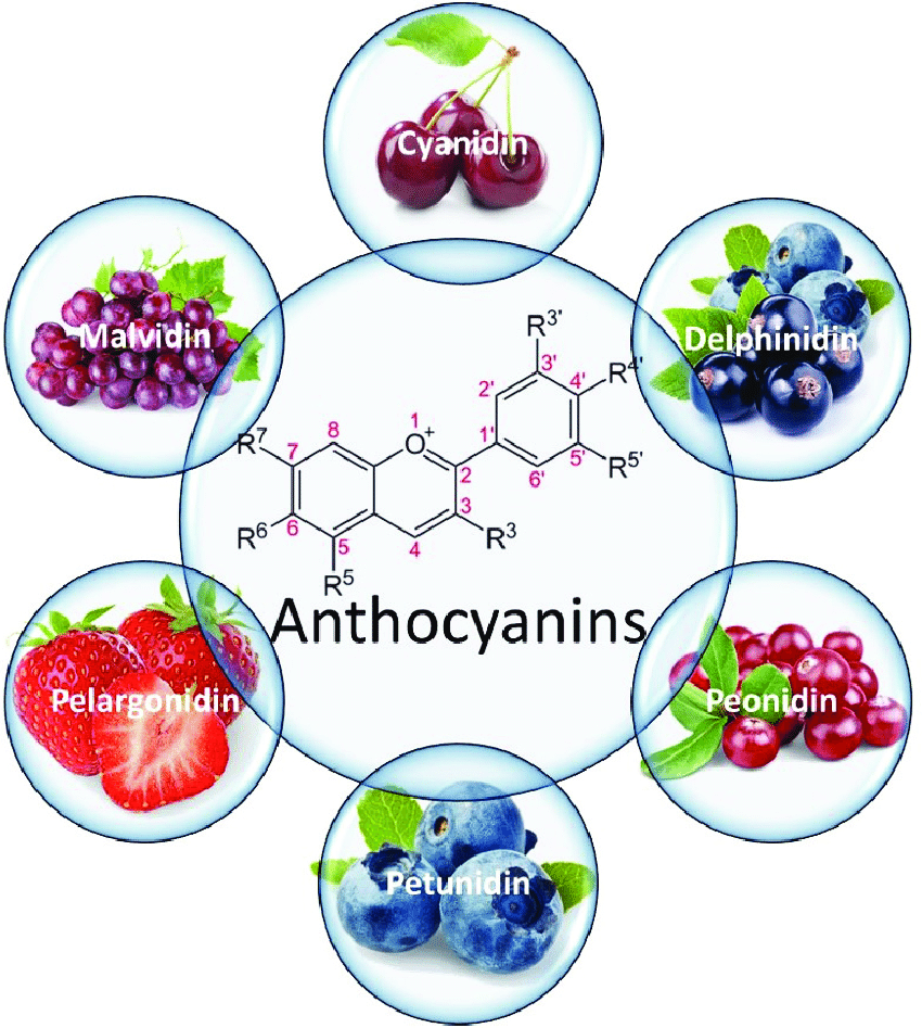 What are anthocyanins?