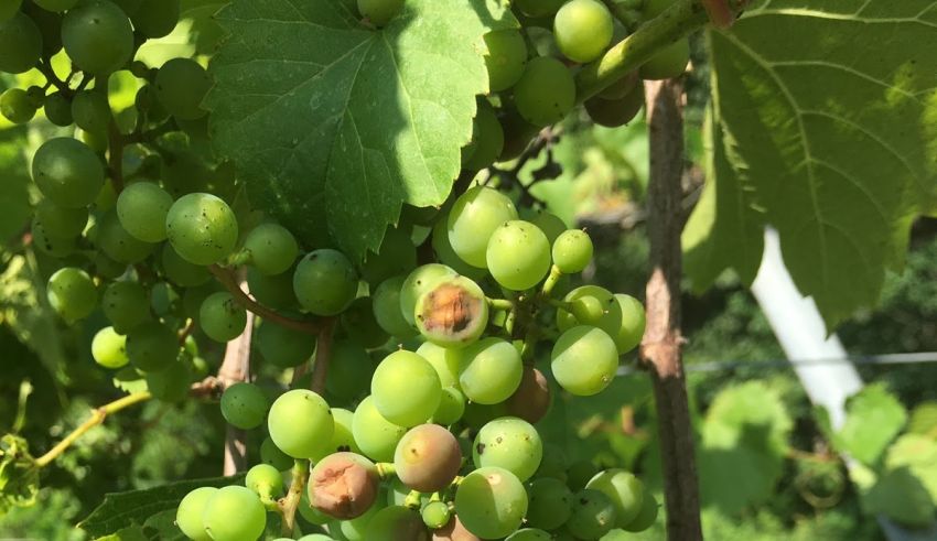 how many wine grape vines per acre