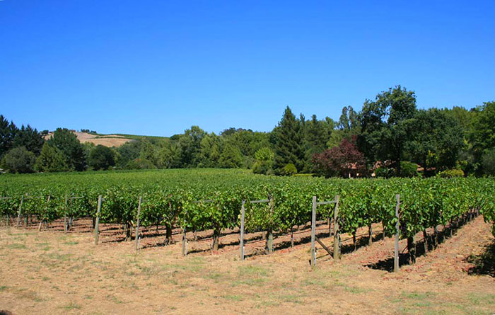 how many wine grape vines per acre